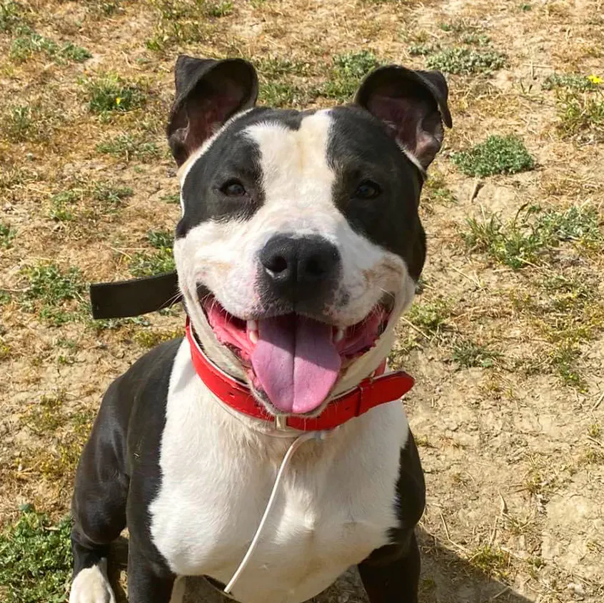 Jasquier, Mestizo tipo American Staffordshire en Life4Pitbulls · fotografía 1