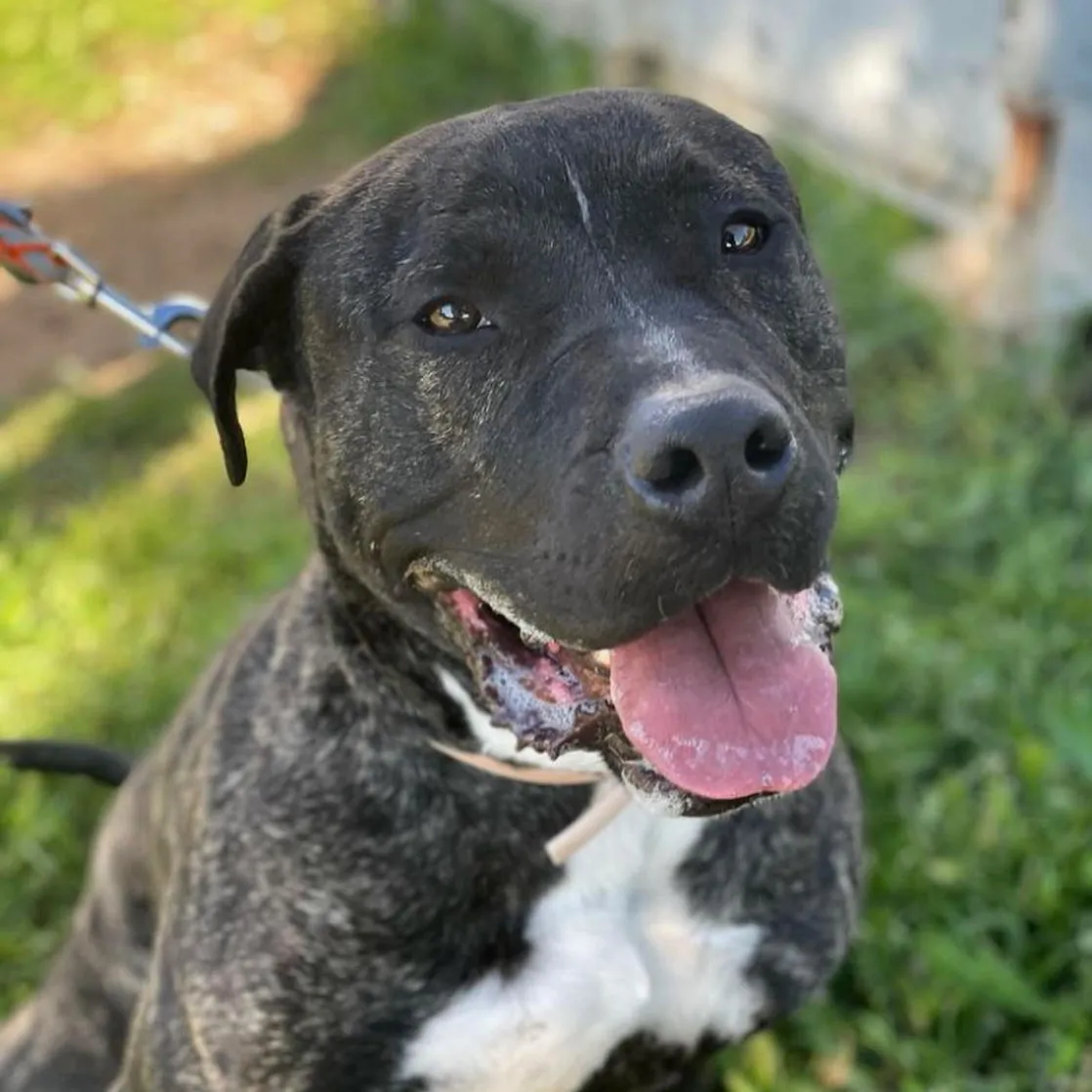 Aslan, Mestizo tipo American Staffordshire en Life4Pitbulls · fotografía 1